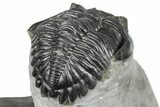 Cluster Of Three Trilobites (Hollardops & Austerops) - Ofaten, Morocco #365714-14